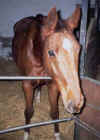 koumkat18.jpg (39249 octets)